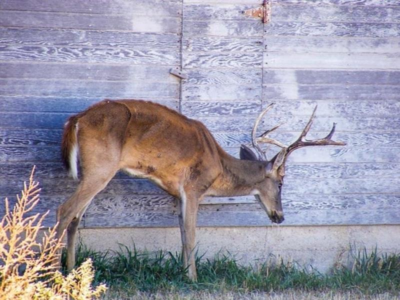 A deer buck infected with CWD