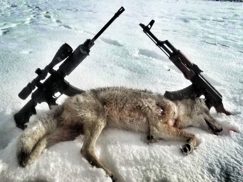 Coyote taken in Wyoming hunt