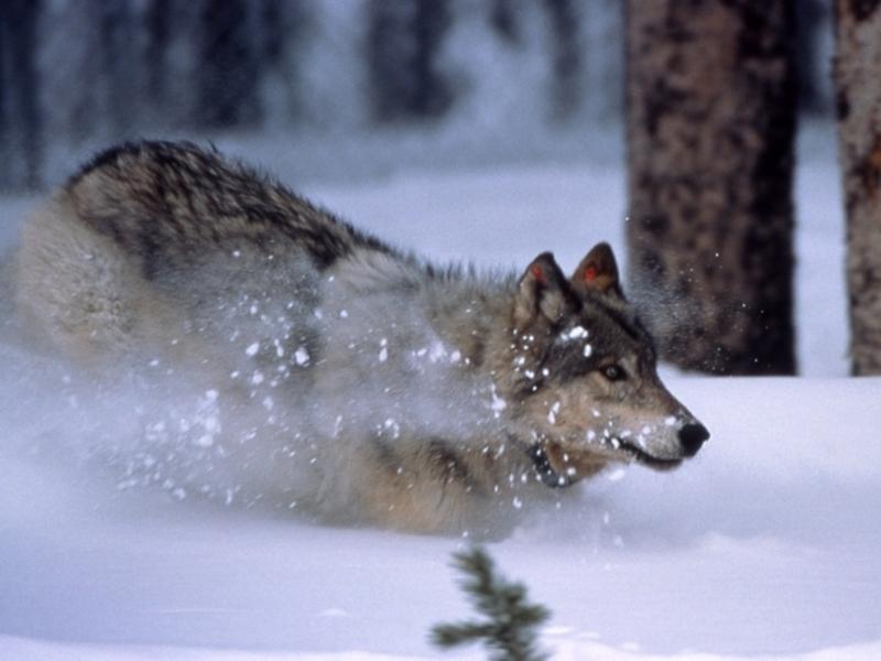 A wolf in Greater Yellowstone