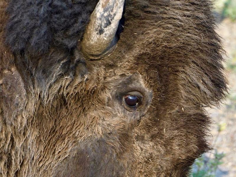 What do you see in the eye of a bison?