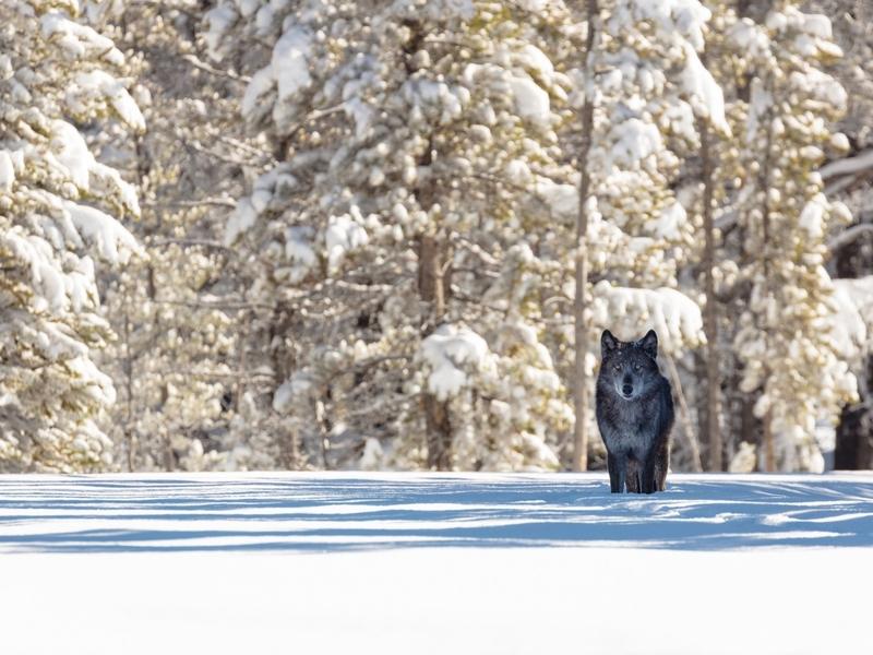 A wolf in Yellowstone