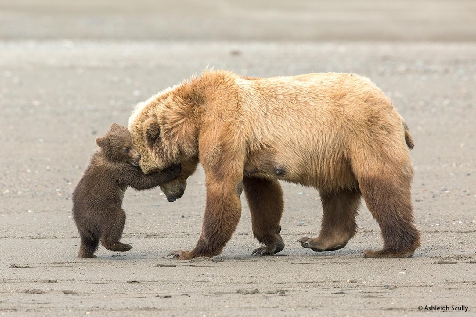 Observes Ashleigh Scully: &quot;This image of a coastal brown bear sow and her spring cub was taken one June afternoon at Lake Clark National Park in Alaska. I witnessed a lot of unique behavior among the resident bears at this park, including this mother and her two cubs. This image was honored as a runner-up in the 2017 Wildlife Photographer of the Year competition in the 11-14 year-old category, close behind the winner, which was a red fox image that I took. In this image, the mother brown bear was wrestling with one of her cubs, play-fighting on the beach after a session digging up clams in the soft tidal mud. While the mother is likely teaching her cub how to be strong and tough, it is hard not to notice the affectionate nature of the embrace as well. I was so glad to have witnessed this scene, as it changed my perspective on bears forever.&quot;