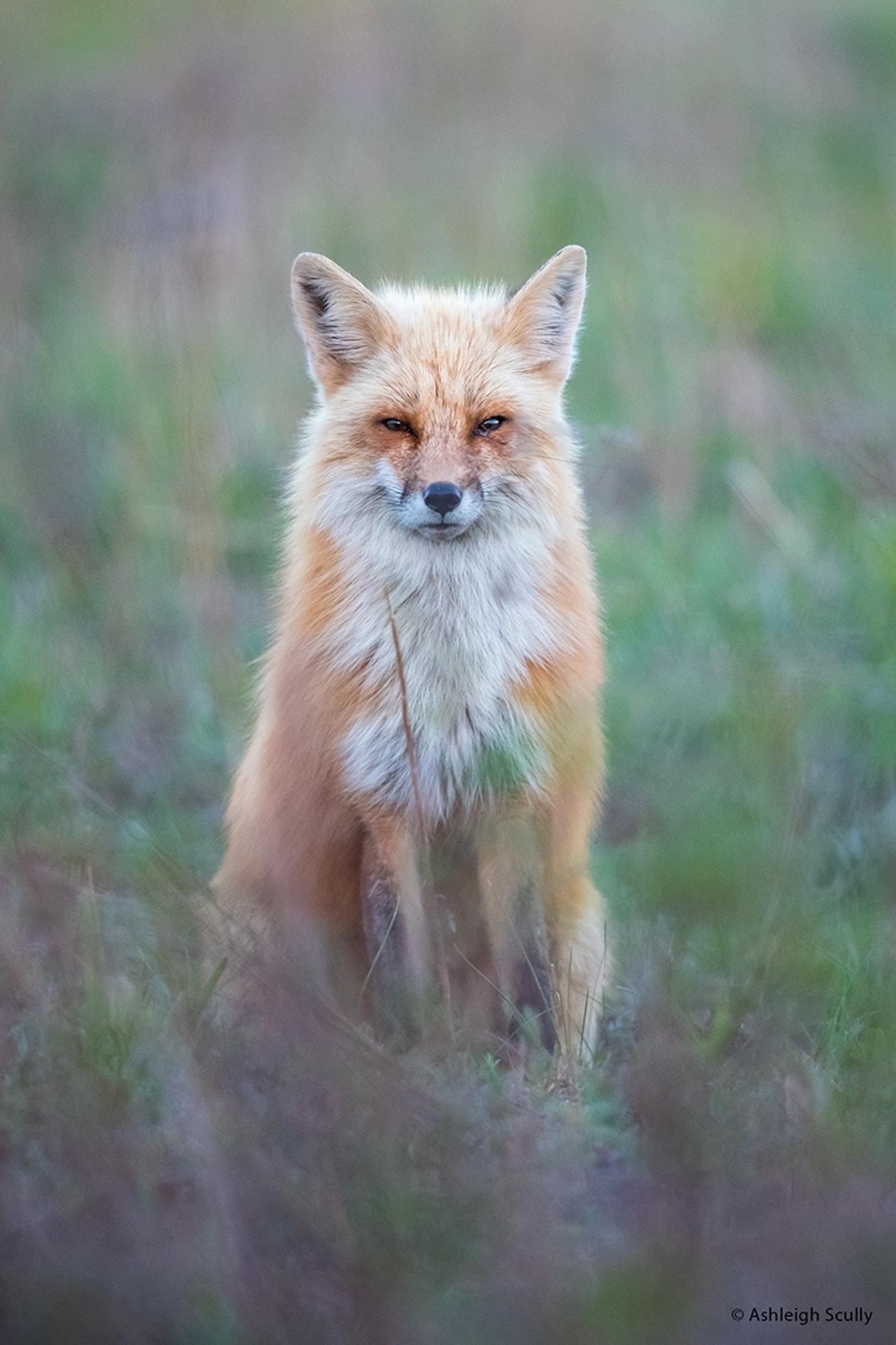 Of this photograph titled &quot;Prince Edward Island Fox,&quot; Scully says, &quot;Last summer I joined a workshop hosted by a non-profit called The Canid Project. The Canid Project educates people about wild canids through photography, writing, ecotourism and community outreach. The workshop was held in Prince Edward Island, Canada and our focus was on the many urban red foxes that call this area home.  In the back of a store parking lot, there was a mud mound where a family of foxes had their den. Behind it and up the hill was a walking path, and behind that was another fox den. I broke off from the workshop group when I spotted this red fox vixen hunting in a field. After photographing this girl for about an hour, I headed back to the group to give her some peace. As the light started to fade, I walked back up the hill one last time to see if she was there, and sure enough she was, sitting still as if she were waiting for me. I quietly sat down in the grass and balanced my lens on my knees, changing to a vertical composition. She sat patiently as I clicked away. This was one of the most peaceful and humbling experiences I have ever had with a red fox. This summer I will be co-leading a workshop for teens there, and I hope to see this beautiful vixen again.&quot;