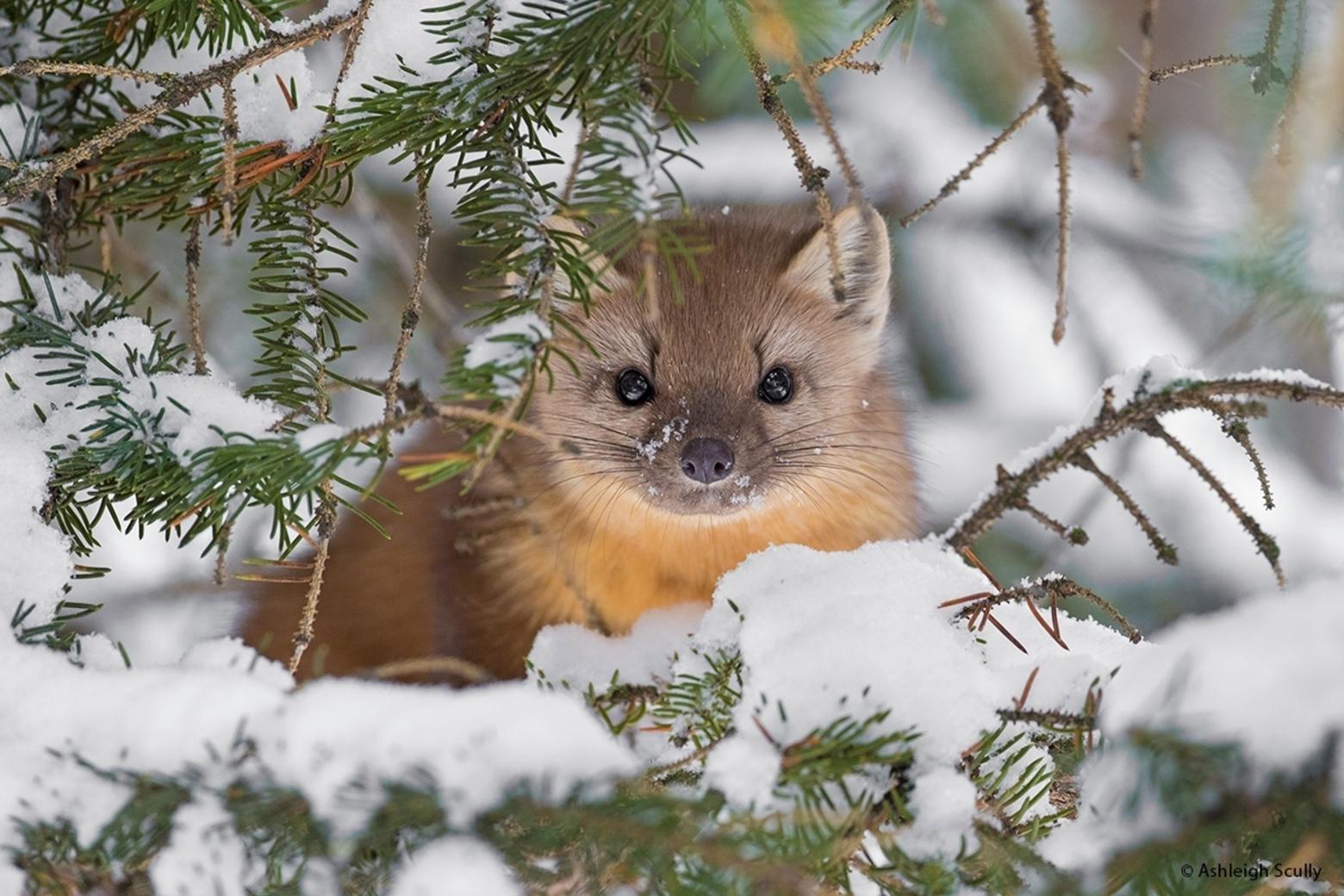 The chance to create this image, &quot;Pine Marten,&quot; presented itself quite unexpectedly. &quot;Last winter over the course of a few days, my family had a surprise visit from an American Marten at our home in Jackson Hole,&quot; Scully says. &quot;The marten was extremely curious, and enjoyed running around the yard from cottonwood to cottonwood, sweeping off the snow drifts from the bark, searching for cavities where a tasty red squirrel snack might be hiding. Each morning I had my camera and lens ready on a window sill and we each peeked out of the kitchen windows, hoping the marten would make an appearance. At one point, it climbed into a spruce tree by our back desk and laid flat in the crook of a tree branch and closed its eyes for a nap. I quietly went outside in pajamas and boots and took some photos of it resting. This image was taken as it lifted its head to inspect me, as if I was the strange one to be seen that day! This remains one of my favorite wildlife encounters and experiences in Jackson Hole.&quot;
