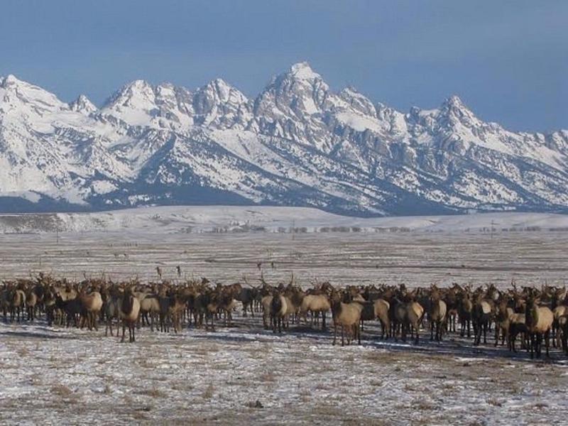 Elk on a feed line in Jackson Hole