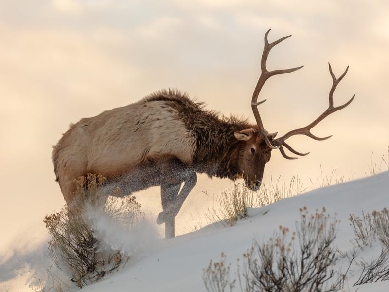 It's been a trough winter for elk