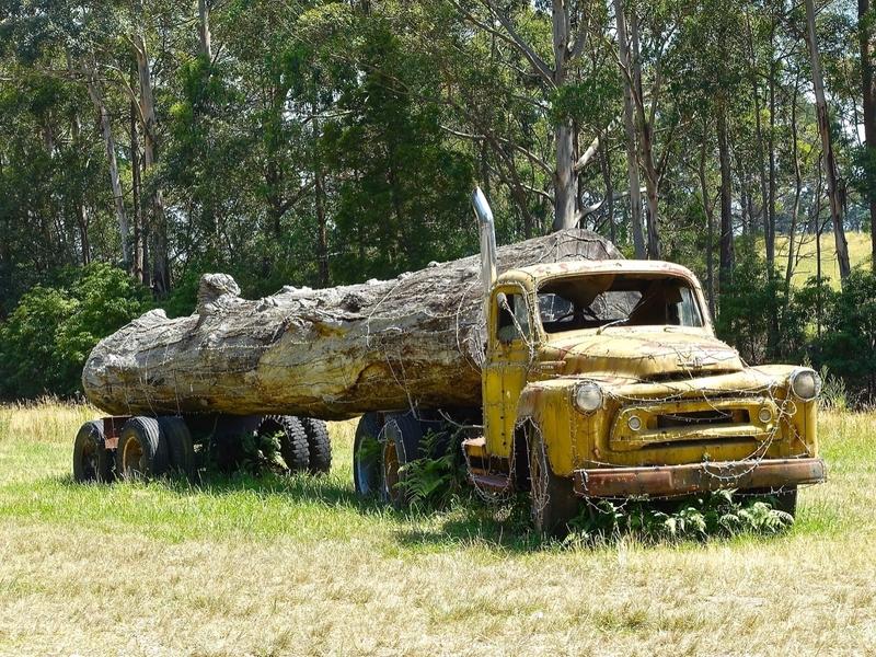 A logging truck and old-growth tree