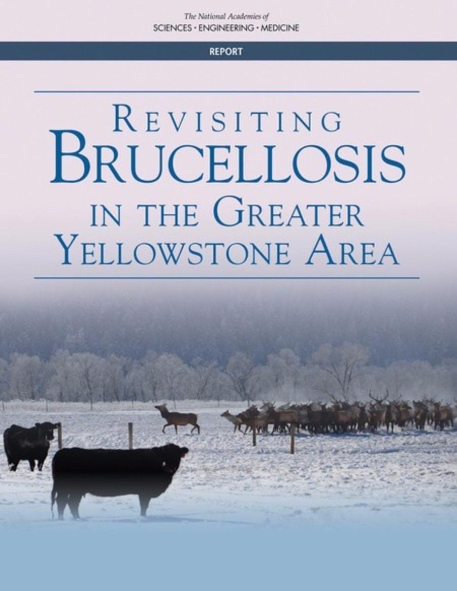 In 2017, the National Academies of Sciences released this report examining the issue of brucellosis, wildlife and livestock. It found that elk, not bison, represent the most serious threat of transmitting the disease to cattle, debunking the argument used by the livestock industry and politicians that resulted in the deaths of more than 11,500 park bison.  The report also said that artificially feeding elk made the disease threat worse.