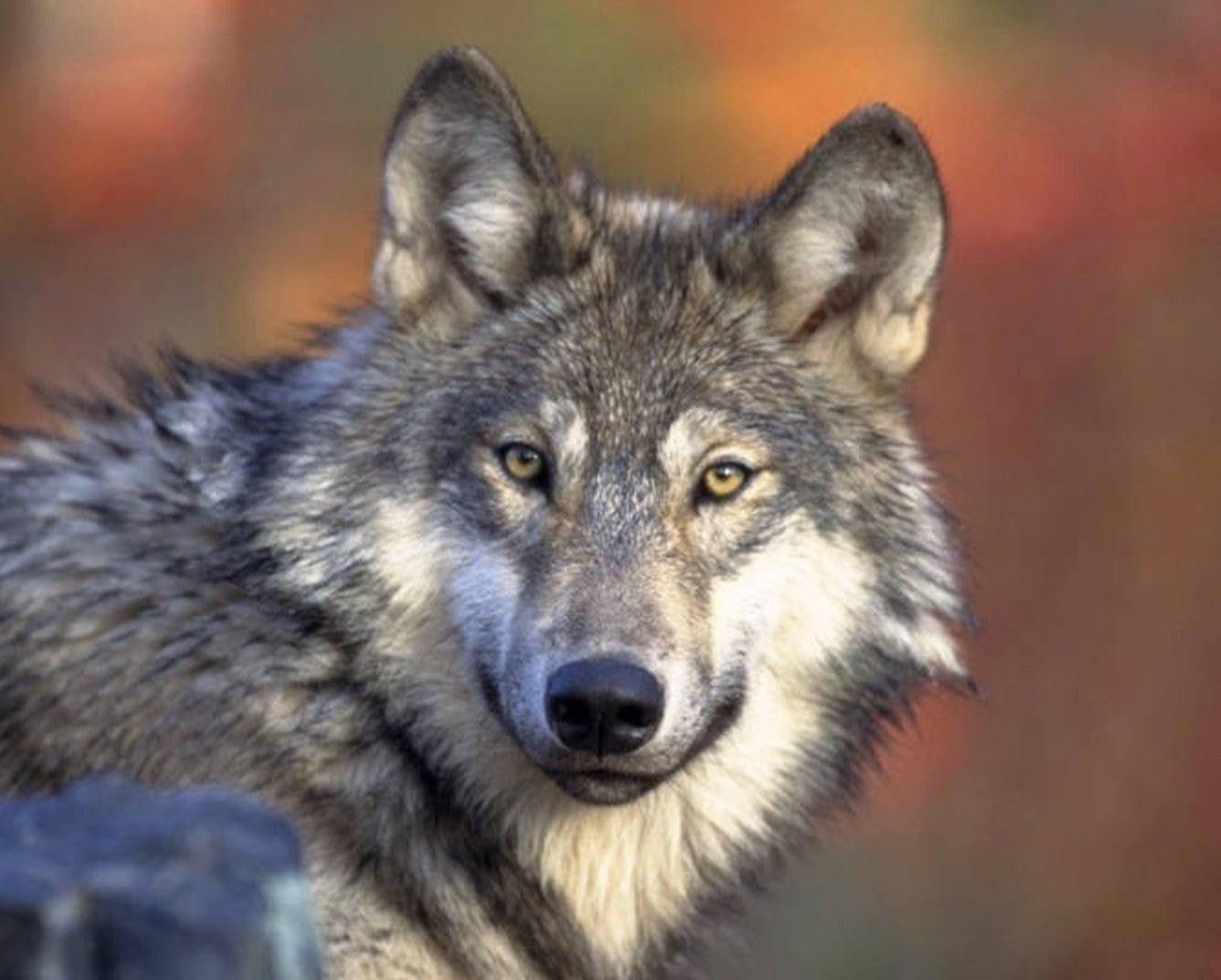 Dobson says wolves and other predators, far from being enemies of ecosystem health, play an important role in slowing the spread of disease.  Photo courtesy Gary Kramer/US Fish and Wildlife Service