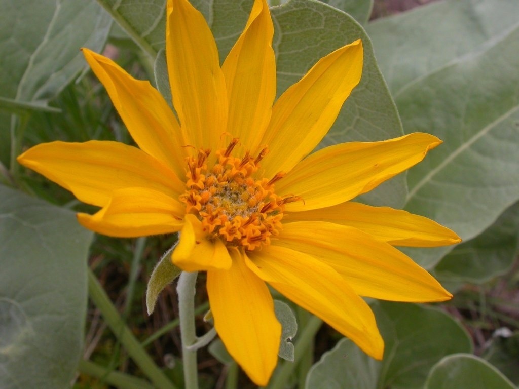 Arrowleaf balsamroot, one of the stars of the summer wildflower season. 