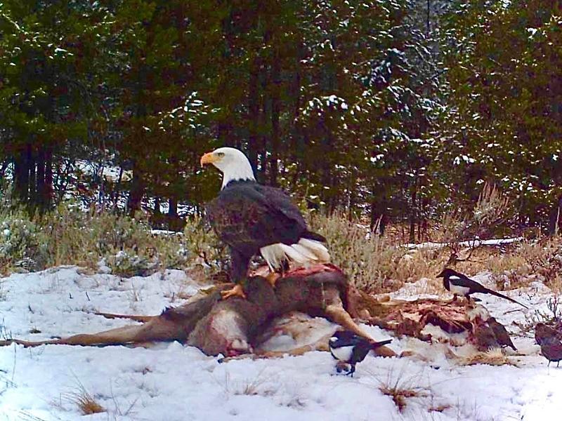 A bald eagle feasting on a deer