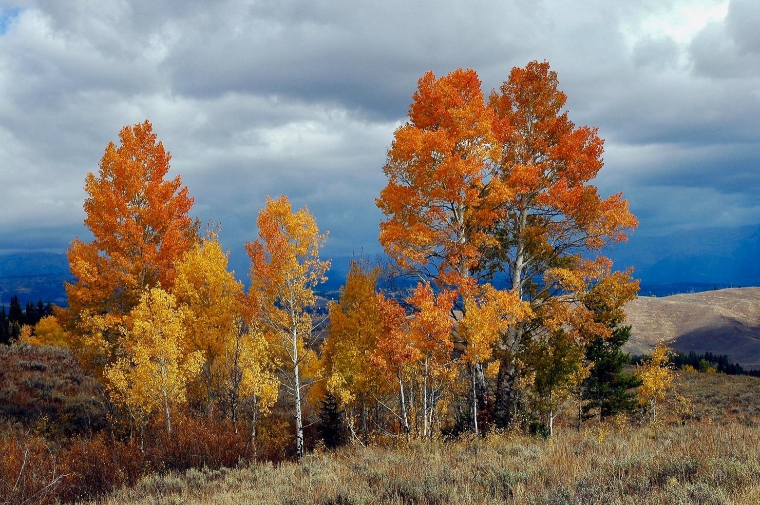 An aspen stand, whose shoots stem from the same source, represents one of the largest organisms in the world. This group of trees growing on wild public lands, and offering shade for creates from elk to grizzly bears, connotes a different feel from one in a big city. Photo courtesy Susan Marsh 