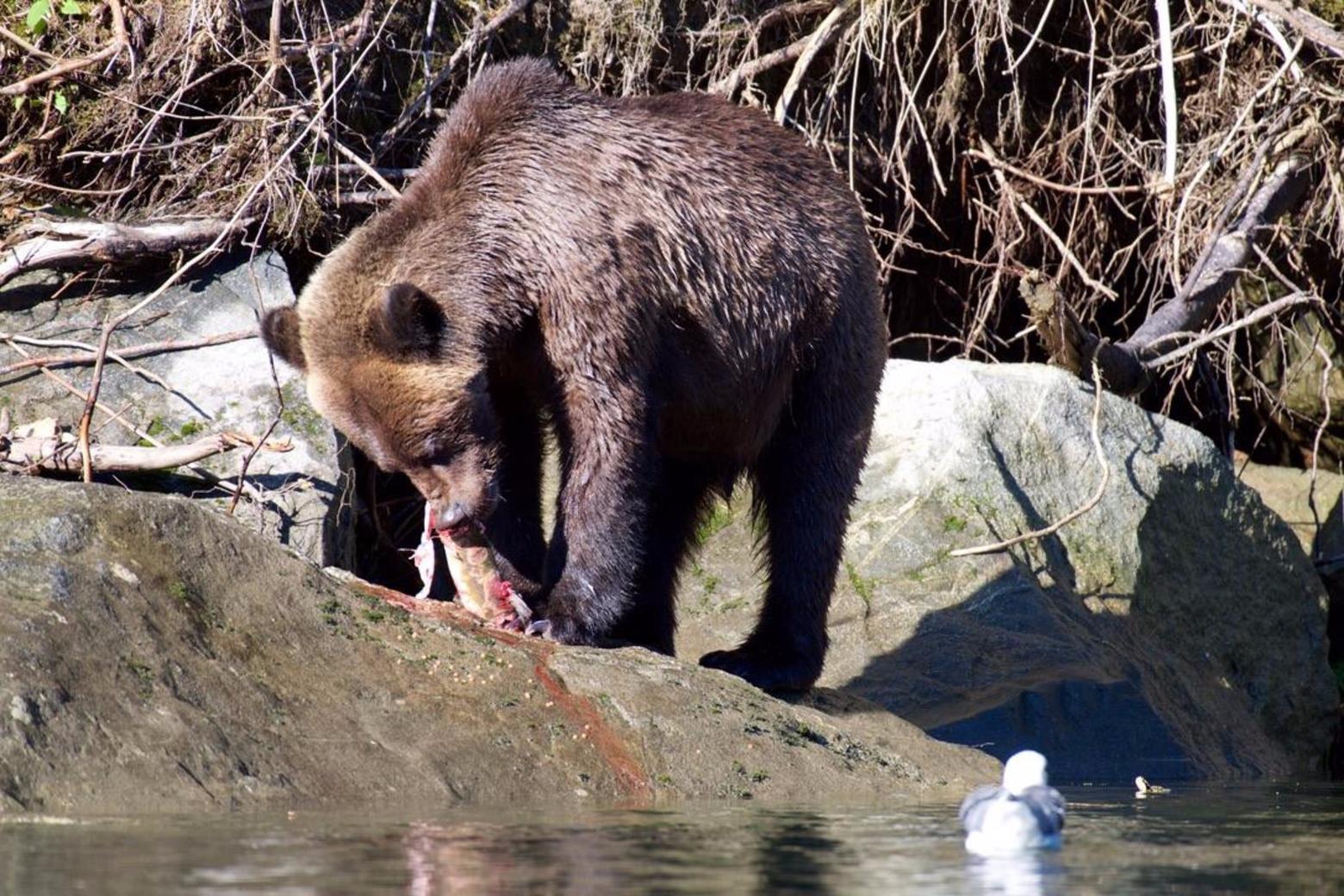A grizzly along the Pacific Coast in Canada feasting upon spawning salmon.  Photo courtesy Dr. Paul C. Paquet