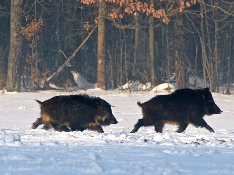 Feral hogs morphing back to "wild" pigs