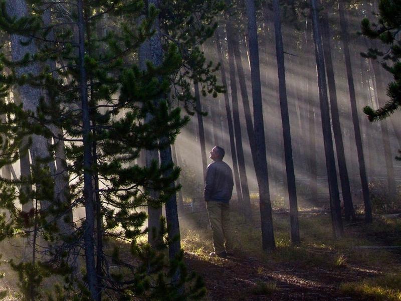 A hiker admires misty sun rays in a Yellowstone forest