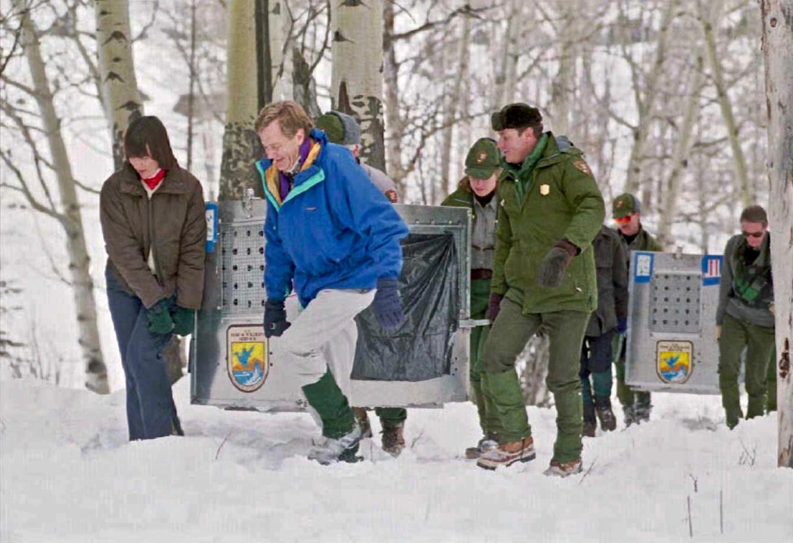 Conservation history made: In January 1995, the late Mollie Beattie, then national director of the U.S. Fish and Wildlife Service, Interior Secretary Bruce Babbitt (blue jacket) and Yellowstone Superintendent Mike Finley to the right of Babbitt, carried in the first group of wolf transplants to their pens in the Lamar Valley of Yellowstone. The author of this essay, Norman Bishop, can be seen in the photo at far right.  Photo courtesy Jim Peaco/National Park Service. 