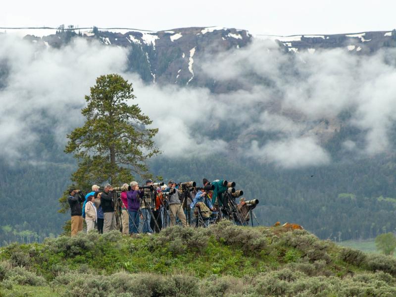 Wolf and grizzly watchers in Yellowstone