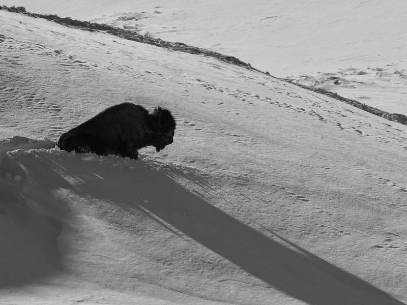 A bison trying to survive winter in Yellowstone