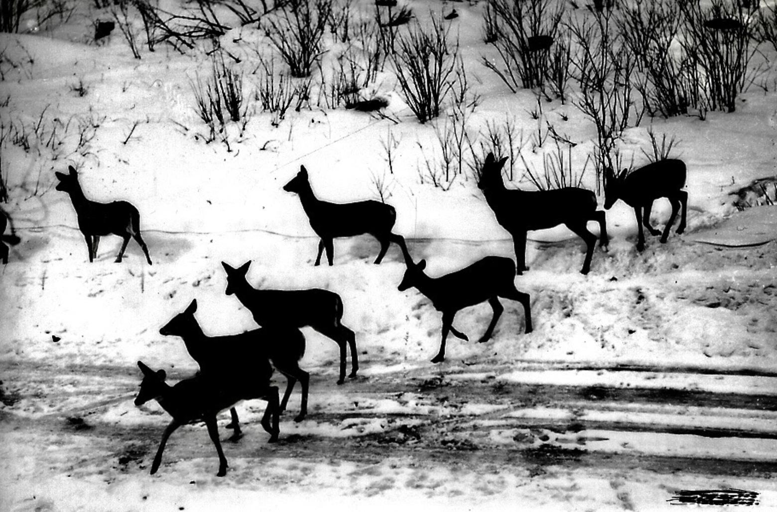 White-tailed deer moving through the homeland of Red Elk and her Dakota and Lakota ancestors. Historic photo courtesy USDA