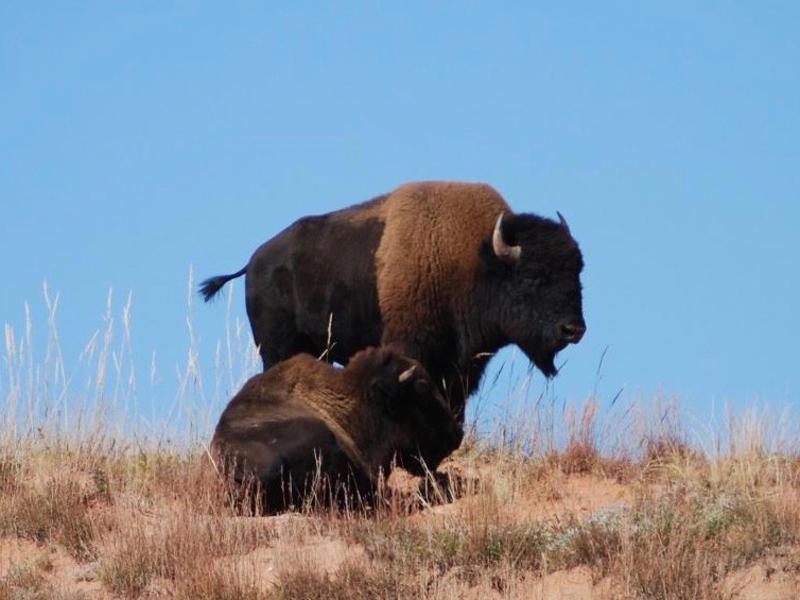Wild bison called Montana home for millennia