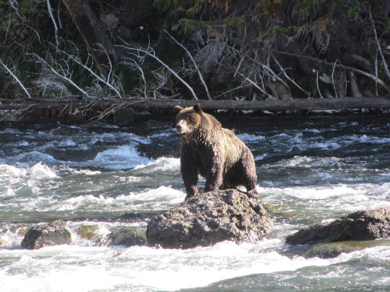 Grizzly fishing in the Yellowstone River