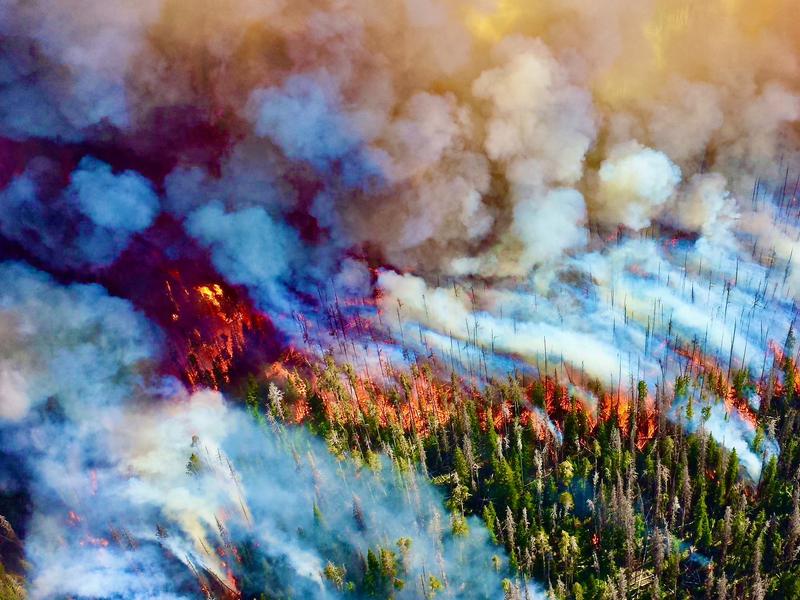 A forest fire in Yellowstone