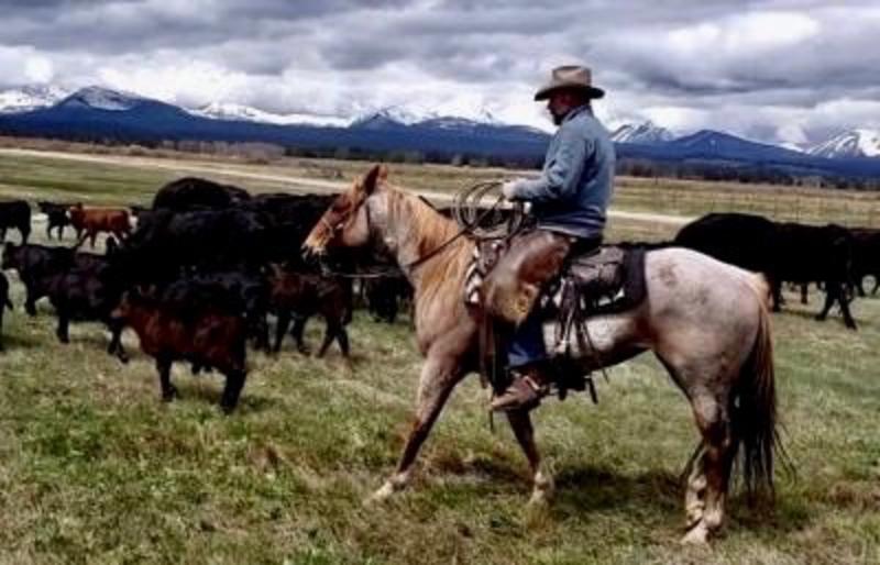 Big Hole rancher Dean Peterson rides with his cows and calfs.