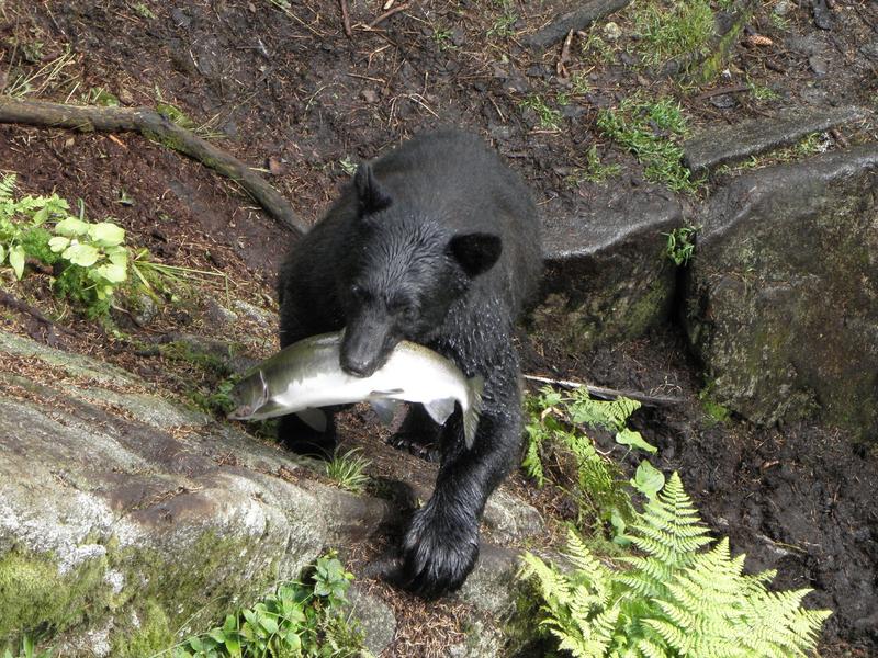 A black bear with a salmon dinner in Alaska