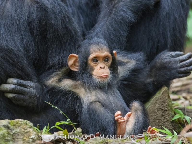 Mangelsen's portrait of Gombe the young chimp