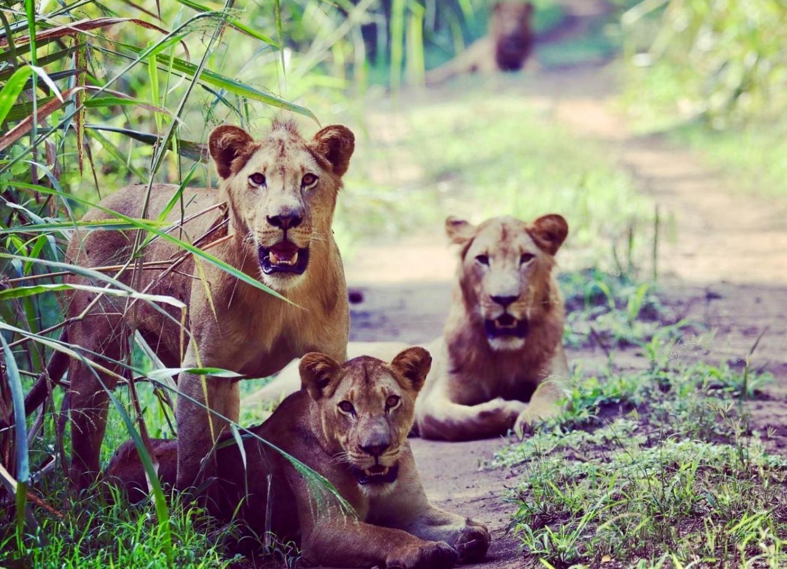 With better protection, community programs that build more tolerance among farmers and their livestock, and a growing nature-tourism economy, lion numbers in Gorongosa are again healthy. Photo courtesy Gorongosa National Park