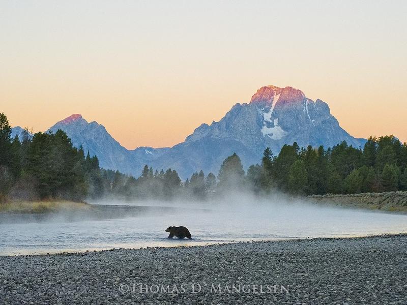 Want to go grizzly watching in Jackson Hole?