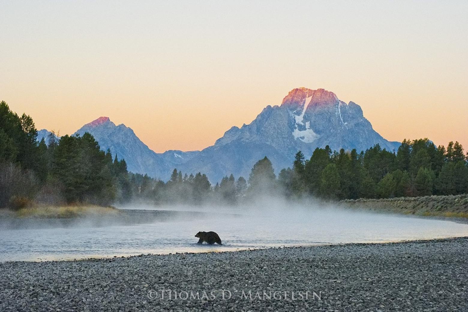 Grizzly 399 crossing the Snake River. Is a bear-watching excursion with American nature photograph Tom Mangelsen in your future?  Photo courtesy Thomas D. Mangelsen (mangelsen.com)