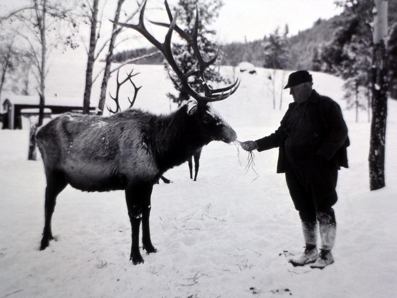 Yellowstone elk fed by hand
