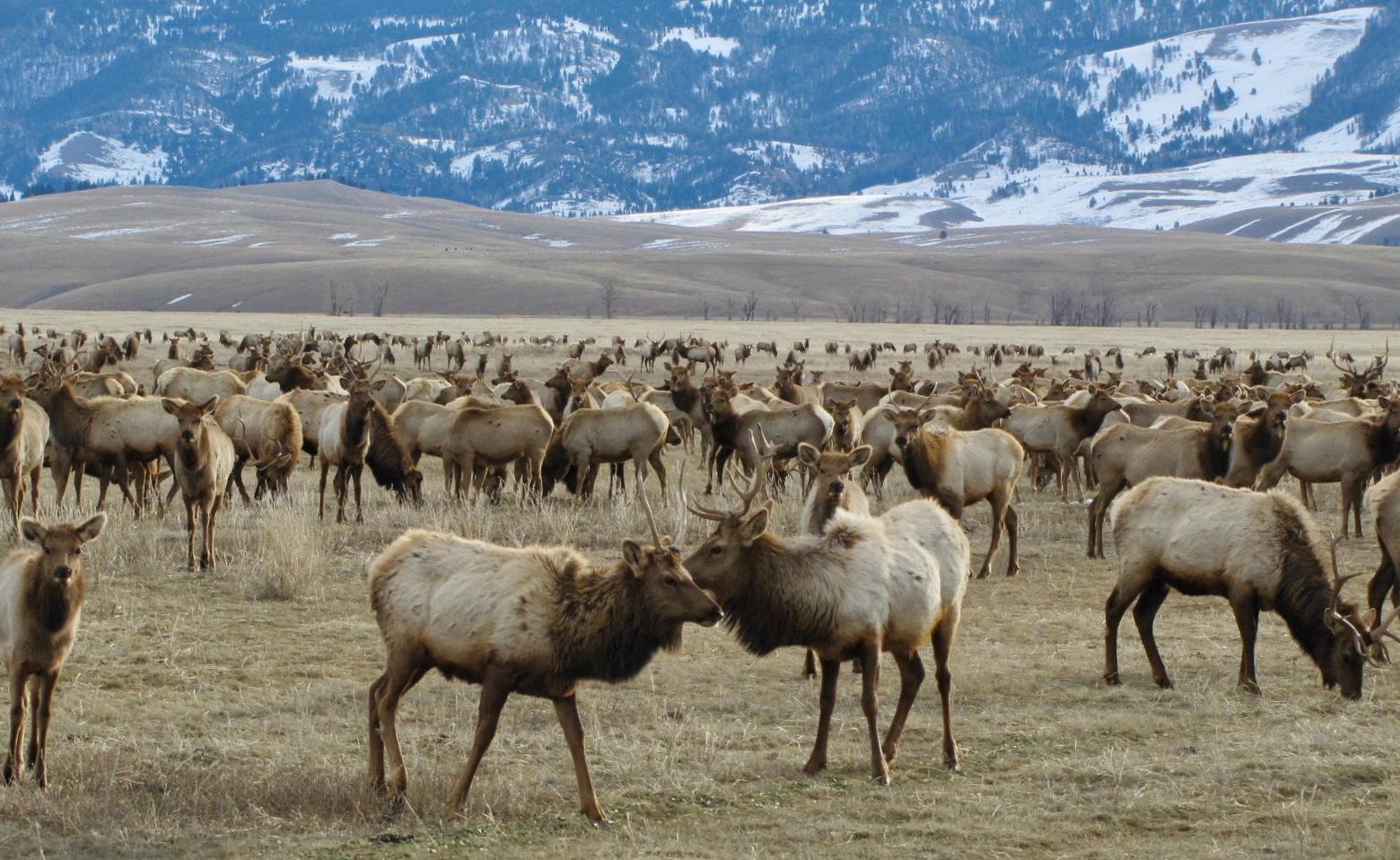Elk that survived decimation in the Greater Yellowstone Ecosystem at the turn of the 20th century have been used as feedstock to rebuild elk herds across the West. The Jackson Hole Herd is among several famous herds in the region numbering more than 11,000 strong. On any given winter, 80 percent of those wapiti get artificial nourishment at the National Elk Refuge. Photo courtesy US Fish and Wildlife Service