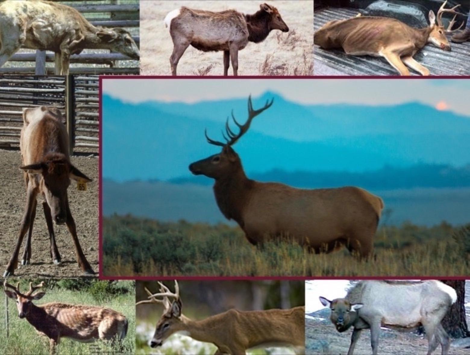 Not a pretty sight: Photos of elk and deer afflicted with CWD, which is always fatal.