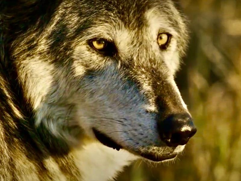 How much do you actually know about wolves?