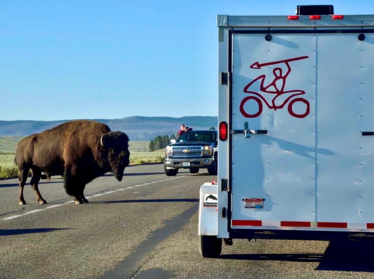 For Yellowstone bison and other animals, merely crossing the road can be a hostile undertaking. Photo courtesy Steven Fuller