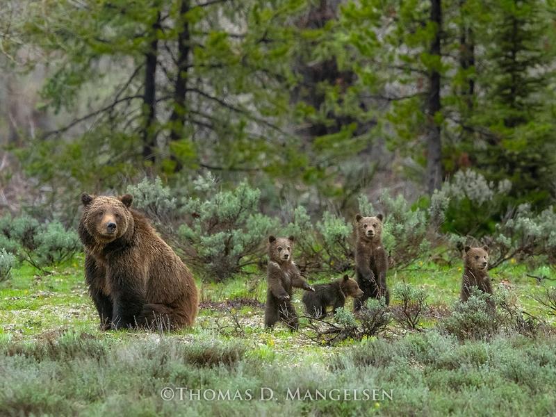 Grizzly 399 and four cubs in 2020