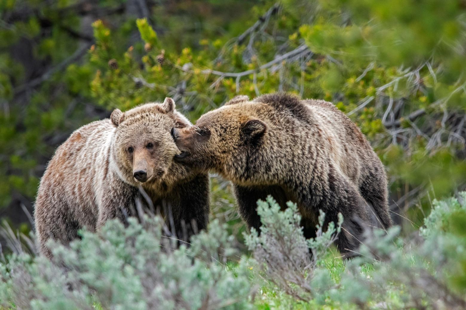 Controversial bills moving through the 2021 Montana legislature would allow grizzlies to be killed outside the recovery zone based on the mere claim they were threatening livestock or human safety. They would prohibit bears outside the recovery zone from being relocated, and would allow black bears to be hunted with hounds, likely causing conflicts with grizzlies. Other bills have negative implications for grizzlies too. Experts say, if passed, they will reverse 40 years of bear conservation and likely reduce the possibility of bear populations from Greater Yellowstone linking up with bear populations in the northern part of the state. This photo, titled "Blondie's Legacy" is by Thomas D. Mangelsen (mangelsen.com)