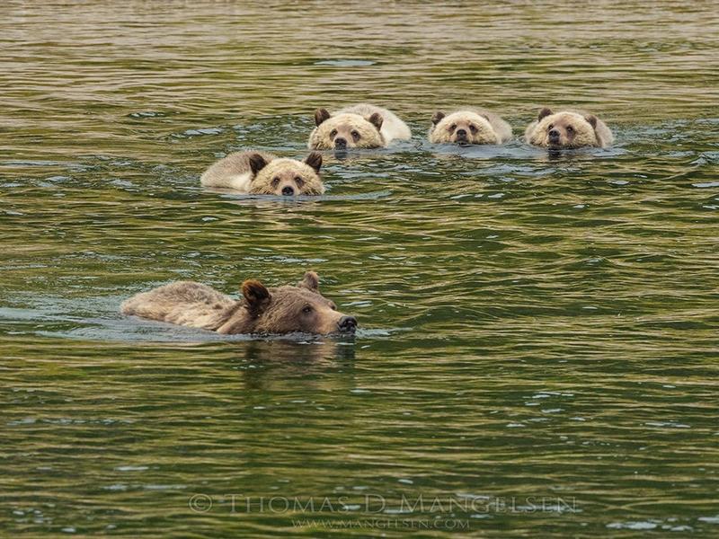 Grizzly Mother 399 and four cubs swim the Snake