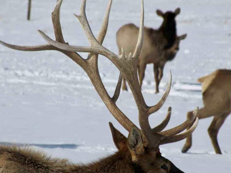 Every year bull elk shed their antlers