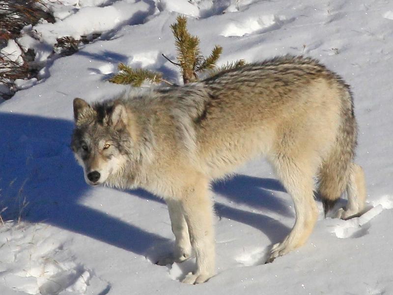 A member of Yellowstone's Delta Pack