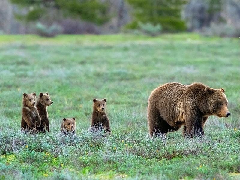 In many ways, the fate of Grizzly 399 and cubs in in our hands