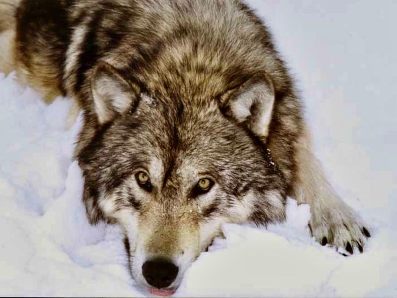 Does anything more signify wilderness than a wolf howl?