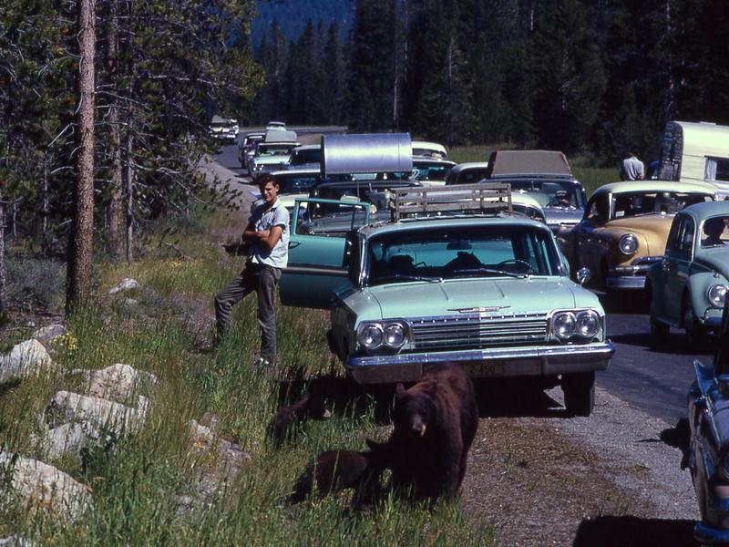 A black bear jam more than half a century ago in Yellowstone
