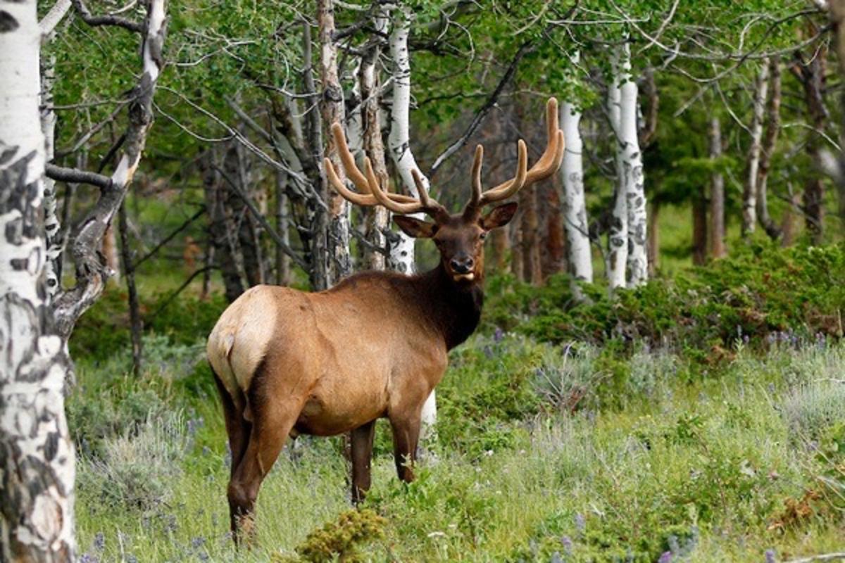 A bull elk in the mountains near Steamboat Springs. Photo courtesy Colorado Department of Parks 