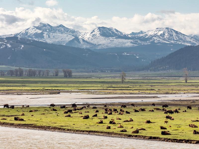 Would America be the cradle of wildlife conservation without Yellowstone?
