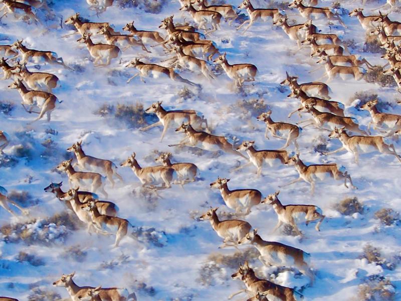 Pronghorn migration in Greater Yellowstone