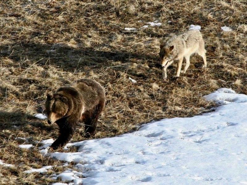 Only three Lower 48 states boast grizzlies and wolves in their border