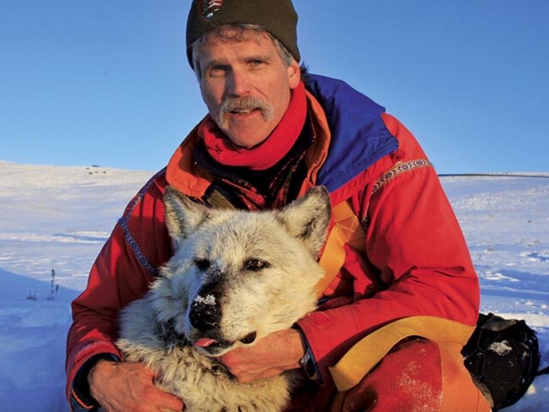 Doug Smith with one of the live Yellowstone wolves he studied